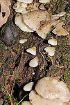 Soft Slippers (Crepidotus mollis) Growing at the base of a dead (young) hardwood. Spore print--brown.<br />
https://www.jungledragon.com/image/87393/soft_slippers_crepidotus_mollis.html Crepidotus mollis,Fall,Geotagged,Soft Slipper,United States