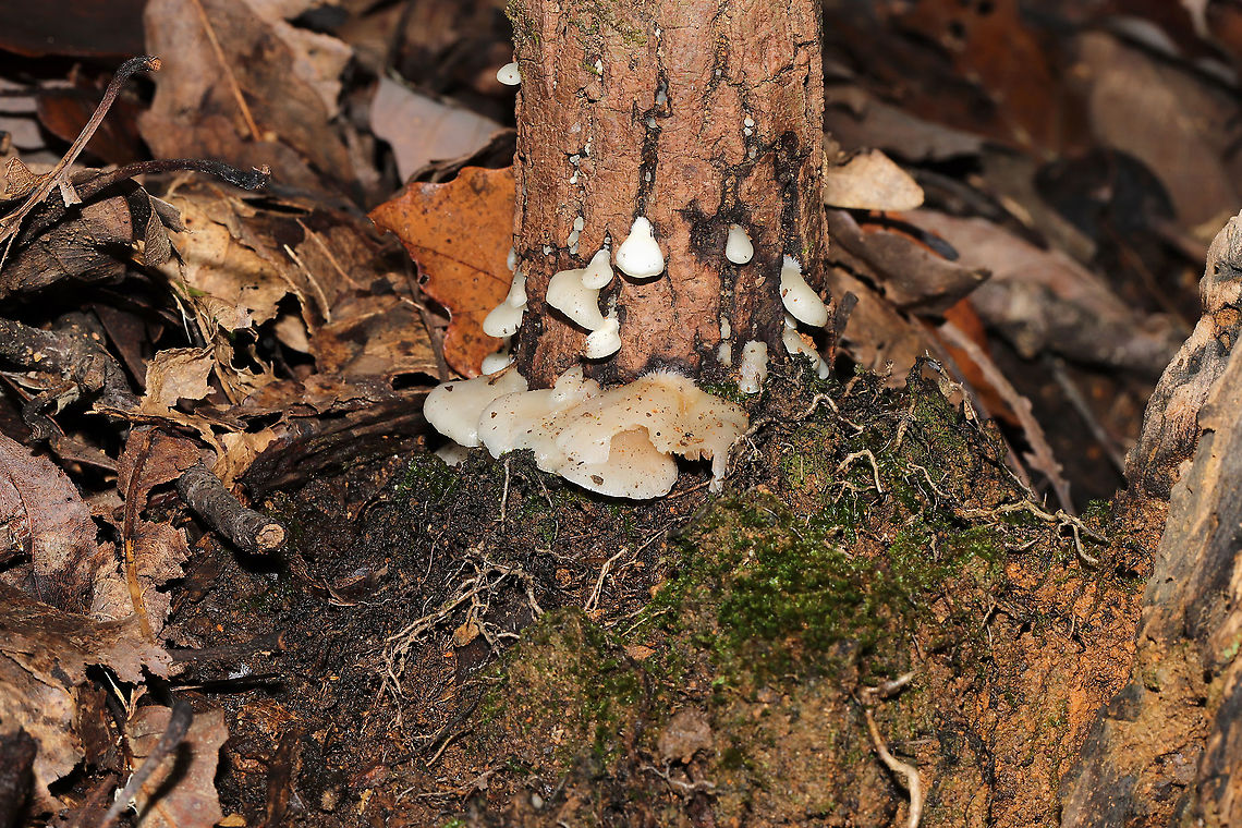 Soft Slippers (Crepidotus mollis) Growing at the base of a dead (young) hardwood.  Spore print--brown.<br />
<figure class="photo"><a href="https://www.jungledragon.com/image/87392/soft_slippers_crepidotus_mollis.html" title="Soft Slippers (Crepidotus mollis)"><img src="https://s3.amazonaws.com/media.jungledragon.com/images/3231/87392_thumb.jpg?AWSAccessKeyId=05GMT0V3GWVNE7GGM1R2&Expires=1767225610&Signature=Okiq3dI9gJAQ0f5UfUehc3GJqWc%3D" width="102" height="152" alt="Soft Slippers (Crepidotus mollis) Growing at the base of a dead (young) hardwood. Spore print--brown.<br />
https://www.jungledragon.com/image/87393/soft_slippers_crepidotus_mollis.html Crepidotus mollis,Fall,Geotagged,Soft Slipper,United States" /></a></figure> Crepidotus mollis,Fall,Geotagged,Soft Slipper,United States