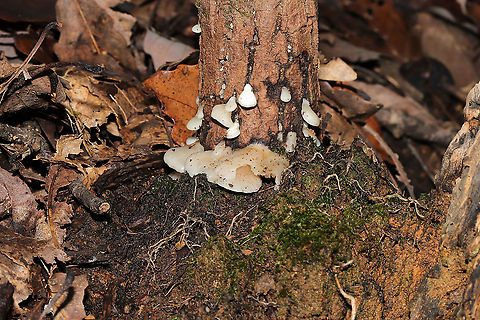 Soft Slippers (Crepidotus mollis) Growing at the base of a dead (young) hardwood.  Spore print--brown.
https://www.jungledragon.com/image/87392/soft_slippers_crepidotus_mollis.html Crepidotus mollis,Fall,Geotagged,Soft Slipper,United States