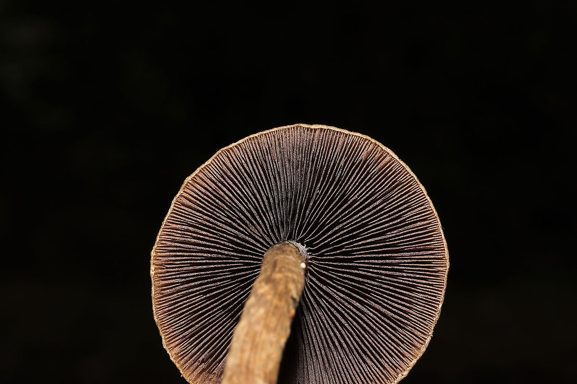 Weeping Widows (Lacrymaria lacrymabunda) Huge flush growing along the edge of a chert driveway and a dense mixed forest. <br />
<figure class="photo"><a href="https://www.jungledragon.com/image/87399/weeping_widows_lacrymaria_lacrymabunda.html" title="Weeping Widows (Lacrymaria lacrymabunda)"><img src="https://s3.amazonaws.com/media.jungledragon.com/images/3231/87399_thumb.jpg?AWSAccessKeyId=05GMT0V3GWVNE7GGM1R2&Expires=1767225610&Signature=ekZx7WXpBzv0TJ1FhA2zznpK9xA%3D" width="200" height="134" alt="Weeping Widows (Lacrymaria lacrymabunda) Huge flush growing along the edge of a chert driveway and a dense mixed forest. <br />
https://www.jungledragon.com/image/87398/weeping_widows_lacrymaria_lacrymabunda.html<br />
https://www.jungledragon.com/image/87397/weeping_widows_lacrymaria_lacrymabunda.html Fall,Geotagged,Lacrymaria lacrymabunda,United States" /></a></figure><br />
<figure class="photo"><a href="https://www.jungledragon.com/image/87398/weeping_widows_lacrymaria_lacrymabunda.html" title="Weeping Widows (Lacrymaria lacrymabunda)"><img src="https://s3.amazonaws.com/media.jungledragon.com/images/3231/87398_thumb.jpg?AWSAccessKeyId=05GMT0V3GWVNE7GGM1R2&Expires=1767225610&Signature=TxE1suZF08mYhXe72aMTm%2Bx5j8A%3D" width="200" height="134" alt="Weeping Widows (Lacrymaria lacrymabunda) Huge flush growing along the edge of a chert driveway and a dense mixed forest. <br />
https://www.jungledragon.com/image/87399/weeping_widows_lacrymaria_lacrymabunda.html<br />
https://www.jungledragon.com/image/87397/weeping_widows_lacrymaria_lacrymabunda.html Fall,Geotagged,Lacrymaria lacrymabunda,United States" /></a></figure> Fall,Geotagged,Lacrymaria lacrymabunda,United States