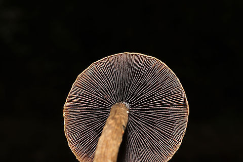 Weeping Widows (Lacrymaria lacrymabunda) Huge flush growing along the edge of a chert driveway and a dense mixed forest. 
https://www.jungledragon.com/image/87399/weeping_widows_lacrymaria_lacrymabunda.html
https://www.jungledragon.com/image/87398/weeping_widows_lacrymaria_lacrymabunda.html Fall,Geotagged,Lacrymaria lacrymabunda,United States