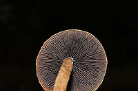 Weeping Widows (Lacrymaria lacrymabunda) Huge flush growing along the edge of a chert driveway and a dense mixed forest. <br />
https://www.jungledragon.com/image/87399/weeping_widows_lacrymaria_lacrymabunda.html<br />
https://www.jungledragon.com/image/87398/weeping_widows_lacrymaria_lacrymabunda.html Fall,Geotagged,Lacrymaria lacrymabunda,United States