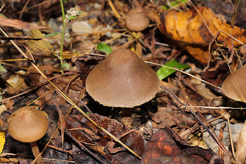 Weeping Widows (Lacrymaria lacrymabunda) Huge flush growing along the edge of a chert driveway and a dense mixed forest. 
https://www.jungledragon.com/image/87399/weeping_widows_lacrymaria_lacrymabunda.html
https://www.jungledragon.com/image/87397/weeping_widows_lacrymaria_lacrymabunda.html Fall,Geotagged,Lacrymaria lacrymabunda,United States
