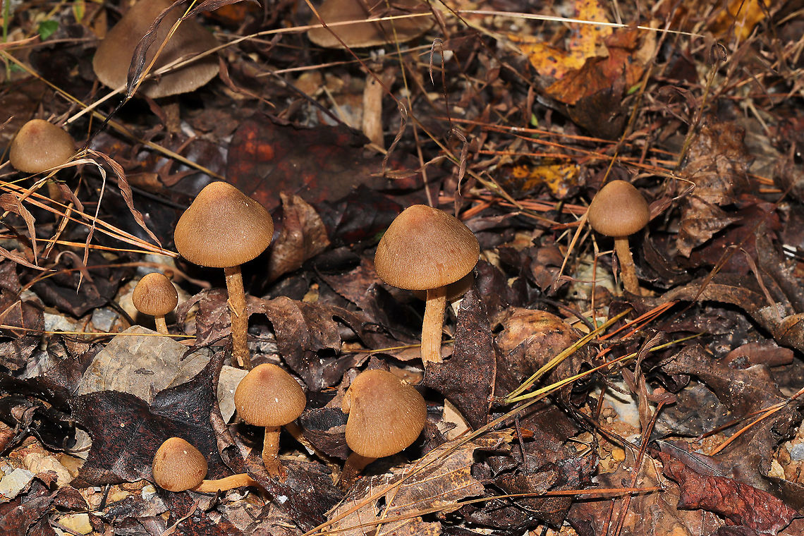 Weeping Widows (Lacrymaria lacrymabunda) Huge flush growing along the edge of a chert driveway and a dense mixed forest. <br />
<figure class="photo"><a href="https://www.jungledragon.com/image/87398/weeping_widows_lacrymaria_lacrymabunda.html" title="Weeping Widows (Lacrymaria lacrymabunda)"><img src="https://s3.amazonaws.com/media.jungledragon.com/images/3231/87398_thumb.jpg?AWSAccessKeyId=05GMT0V3GWVNE7GGM1R2&Expires=1759968010&Signature=XQ%2FcPPLPwKd%2FN70Tl6a%2FqiAKdBY%3D" width="200" height="134" alt="Weeping Widows (Lacrymaria lacrymabunda) Huge flush growing along the edge of a chert driveway and a dense mixed forest. <br />
https://www.jungledragon.com/image/87399/weeping_widows_lacrymaria_lacrymabunda.html<br />
https://www.jungledragon.com/image/87397/weeping_widows_lacrymaria_lacrymabunda.html Fall,Geotagged,Lacrymaria lacrymabunda,United States" /></a></figure><br />
<figure class="photo"><a href="https://www.jungledragon.com/image/87397/weeping_widows_lacrymaria_lacrymabunda.html" title="Weeping Widows (Lacrymaria lacrymabunda)"><img src="https://s3.amazonaws.com/media.jungledragon.com/images/3231/87397_thumb.jpg?AWSAccessKeyId=05GMT0V3GWVNE7GGM1R2&Expires=1759968010&Signature=IEhyV5lA9DEWk5YGL6F4xVpkciA%3D" width="200" height="134" alt="Weeping Widows (Lacrymaria lacrymabunda) Huge flush growing along the edge of a chert driveway and a dense mixed forest. <br />
https://www.jungledragon.com/image/87399/weeping_widows_lacrymaria_lacrymabunda.html<br />
https://www.jungledragon.com/image/87398/weeping_widows_lacrymaria_lacrymabunda.html Fall,Geotagged,Lacrymaria lacrymabunda,United States" /></a></figure> Fall,Geotagged,Lacrymaria lacrymabunda,United States
