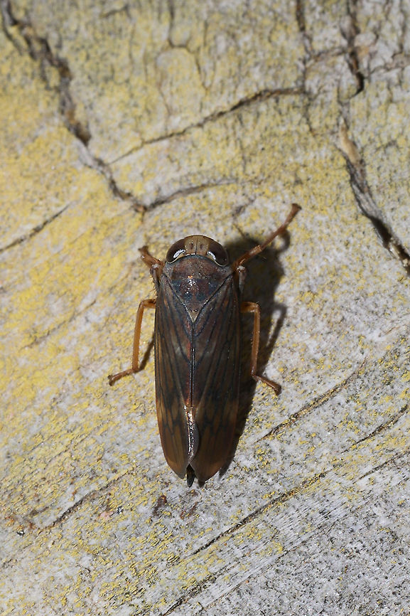 Coppery Leafhopper (Jikradia olitoria) At the disturbed edge of a dense mixed forest.  Fall,Geotagged,Jikradia olitoria,United States