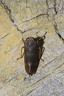 Coppery Leafhopper (Jikradia olitoria) At the disturbed edge of a dense mixed forest.  Fall,Geotagged,Jikradia olitoria,United States