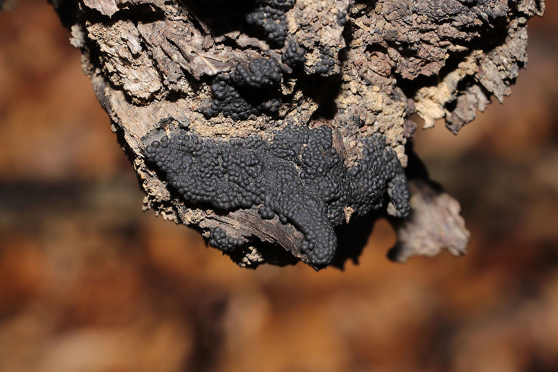 Annulohypoxylon sp.? Growing on highly rotted wood in a dense mixed forest.<br />
<figure class="photo"><a href="https://www.jungledragon.com/image/87422/annulohypoxylon_sp.html" title="Annulohypoxylon sp.?"><img src="https://s3.amazonaws.com/media.jungledragon.com/images/3231/87422_thumb.jpg?AWSAccessKeyId=05GMT0V3GWVNE7GGM1R2&Expires=1759968010&Signature=nOIeSpyqG94f2Ux7TI8otTo4LcM%3D" width="200" height="134" alt="Annulohypoxylon sp.? Growing on highly rotted wood in a dense mixed forest. <br />
https://www.jungledragon.com/image/87421/annulohypoxylon_sp.html Fall,Geotagged,United States" /></a></figure> Fall,Geotagged,United States