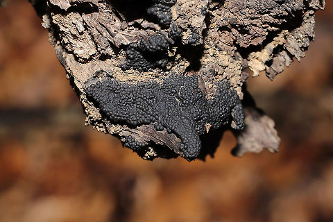 Annulohypoxylon sp.? Growing on highly rotted wood in a dense mixed forest.
https://www.jungledragon.com/image/87422/annulohypoxylon_sp.html Fall,Geotagged,United States