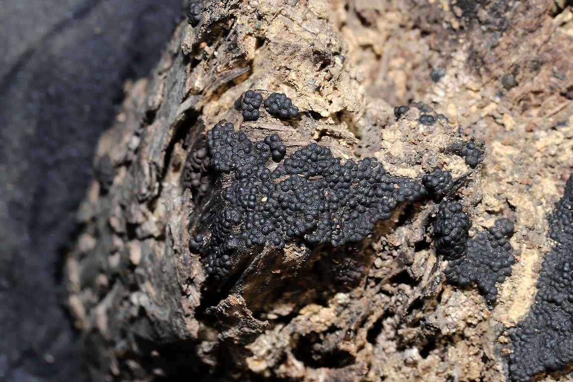 Annulohypoxylon sp.? Growing on highly rotted wood in a dense mixed forest. <br />
<figure class="photo"><a href="https://www.jungledragon.com/image/87421/annulohypoxylon_sp.html" title="Annulohypoxylon sp.?"><img src="https://s3.amazonaws.com/media.jungledragon.com/images/3231/87421_thumb.jpg?AWSAccessKeyId=05GMT0V3GWVNE7GGM1R2&Expires=1759968010&Signature=V0yQAIiWbpwBZvyxGZ7BBX1mQmg%3D" width="200" height="134" alt="Annulohypoxylon sp.? Growing on highly rotted wood in a dense mixed forest.<br />
https://www.jungledragon.com/image/87422/annulohypoxylon_sp.html Fall,Geotagged,United States" /></a></figure> Fall,Geotagged,United States