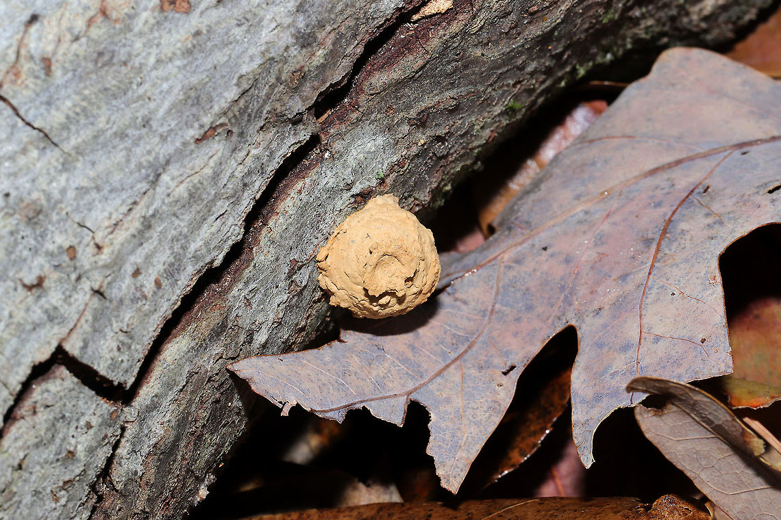 Eumenes sp. (Potter Wasp) Nest A potter wasp nest on the underside/side of a log in a dense mixed forest.  Fall,Geotagged,United States