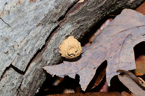 Eumenes sp. (Potter Wasp) Nest A potter wasp nest on the underside/side of a log in a dense mixed forest.  Fall,Geotagged,United States