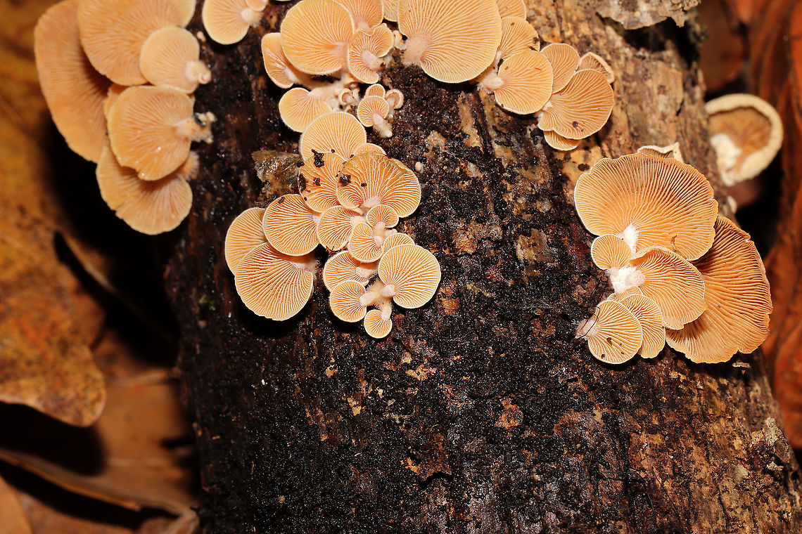 Luminescent Panellus (Panellus stipticus) Growing on a fallen log in a dense mixed forest.  Bitter oyster,Fall,Geotagged,Panellus stipticus,United States