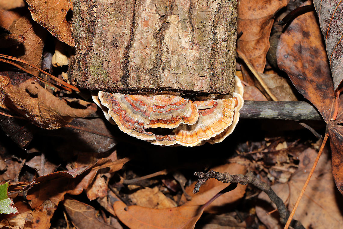 Turkey-Tail Fungus (Trametes versicolor) Growing at the end of a hardwood log in a dense mixed forest. Fall,Geotagged,Trametes versicolor,United States