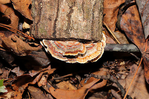 Turkey-Tail Fungus (Trametes versicolor) Growing at the end of a hardwood log in a dense mixed forest. Fall,Geotagged,Trametes versicolor,United States