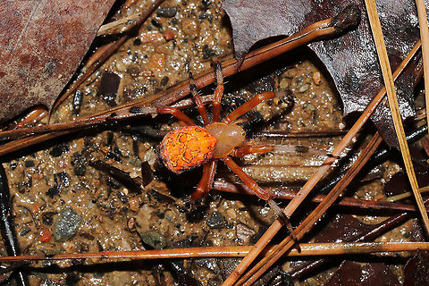 Marbled Orbweaver (Araneus marmoreus) ♀ Female crawling in leaf litter on a dirt road at the edge of a dense mixed forest.  Araneus marmoreus,Fall,Geotagged,Marbled orb-weaver,United States