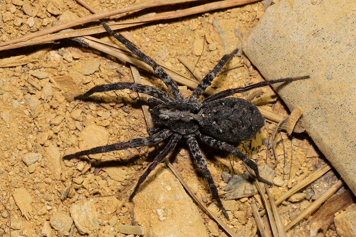 Wolf Spider - Alopecosa kochi? At the disturbed edge of a dense mixed forest. Perhaps Alopecosa kochi? I have no idea.  Fall,Geotagged,United States