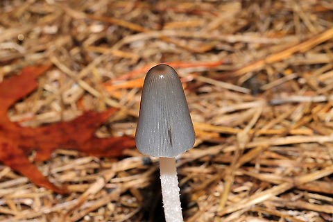 Coprinopsis subsect. Cinerei These pretties were growing in hay after a few days of rain. Gordon County, GA, US. December 17, 2019 (but they have flushed multiple times since early Spring). Quickly delequescing. 
https://www.jungledragon.com/image/87838/coprinopsis_subsect._cinerei.html
https://www.jungledragon.com/image/87837/coprinopsis_subsect._cinerei.html Fall,Geotagged,United States