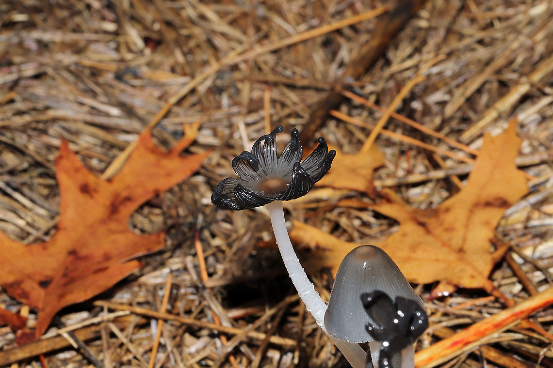 Coprinopsis subsect. Cinerei These pretties were growing in hay after a few days of rain. Gordon County, GA, US. December 17, 2019 (but they have flushed multiple times since early Spring). Quickly delequescing. <br />
<figure class="photo"><a href="https://www.jungledragon.com/image/87838/coprinopsis_subsect._cinerei.html" title="Coprinopsis subsect. Cinerei"><img src="https://s3.amazonaws.com/media.jungledragon.com/images/3231/87838_thumb.jpg?AWSAccessKeyId=05GMT0V3GWVNE7GGM1R2&Expires=1759968010&Signature=1kKyF%2FpmjIv%2FBrzGeRhxyrNAcoI%3D" width="200" height="134" alt="Coprinopsis subsect. Cinerei These pretties were growing in hay after a few days of rain. Gordon County, GA, US. December 17, 2019 (but they have flushed multiple times since early Spring). Quickly delequescing. <br />
https://www.jungledragon.com/image/87837/coprinopsis_subsect._cinerei.html<br />
https://www.jungledragon.com/image/87836/coprinopsis_subsect._cinerei.html Fall,Geotagged,United States" /></a></figure><br />
<figure class="photo"><a href="https://www.jungledragon.com/image/87836/coprinopsis_subsect._cinerei.html" title="Coprinopsis subsect. Cinerei"><img src="https://s3.amazonaws.com/media.jungledragon.com/images/3231/87836_thumb.jpg?AWSAccessKeyId=05GMT0V3GWVNE7GGM1R2&Expires=1759968010&Signature=7VlG5l76YbyILgOaseT9tgVmwL8%3D" width="200" height="134" alt="Coprinopsis subsect. Cinerei These pretties were growing in hay after a few days of rain. Gordon County, GA, US. December 17, 2019 (but they have flushed multiple times since early Spring). Quickly delequescing. <br />
https://www.jungledragon.com/image/87838/coprinopsis_subsect._cinerei.html<br />
https://www.jungledragon.com/image/87837/coprinopsis_subsect._cinerei.html Fall,Geotagged,United States" /></a></figure> Fall,Geotagged,United States
