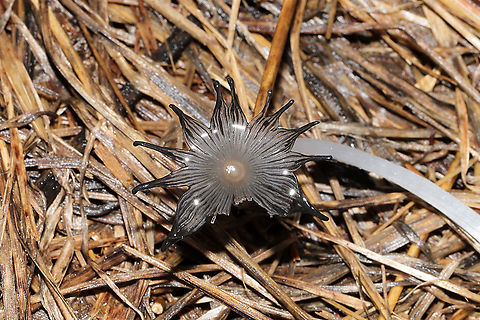 Coprinopsis subsect. Cinerei These pretties were growing in hay after a few days of rain. Gordon County, GA, US. December 17, 2019 (but they have flushed multiple times since early Spring). Quickly delequescing. 
https://www.jungledragon.com/image/87837/coprinopsis_subsect._cinerei.html
https://www.jungledragon.com/image/87836/coprinopsis_subsect._cinerei.html Fall,Geotagged,United States