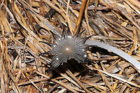 Coprinopsis subsect. Cinerei These pretties were growing in hay after a few days of rain. Gordon County, GA, US. December 17, 2019 (but they have flushed multiple times since early Spring). Quickly delequescing. <br />
https://www.jungledragon.com/image/87837/coprinopsis_subsect._cinerei.html<br />
https://www.jungledragon.com/image/87836/coprinopsis_subsect._cinerei.html Fall,Geotagged,United States