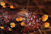Xeromphalina cauticinalis pubescentipes Growing on a pine cone in a dense mixed forest. KOH on cap surface vibrant red. <br />
https://www.jungledragon.com/image/87861/xeromphalina_cauticinalis.html<br />
https://www.jungledragon.com/image/87860/xeromphalina_cauticinalis.html Fall,Geotagged,United States,Xeromphalina cauticinalis,Xeromphalina cauticinalis pubescentipes