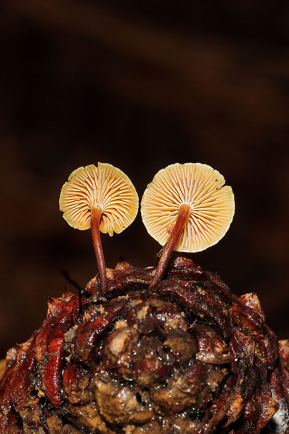 Xeromphalina cauticinalis pubescentipes Growing on a pine cone in a dense mixed forest. KOH on cap surface vibrant red. <br />
<figure class="photo"><a href="https://www.jungledragon.com/image/87861/xeromphalina_cauticinalis_pubescentipes.html" title="Xeromphalina cauticinalis pubescentipes"><img src="https://s3.amazonaws.com/media.jungledragon.com/images/3231/87861_thumb.jpg?AWSAccessKeyId=05GMT0V3GWVNE7GGM1R2&Expires=1759968010&Signature=4gYwvMH7Cnw%2FwwJ%2B1UfoPwR1fyI%3D" width="200" height="134" alt="Xeromphalina cauticinalis pubescentipes Growing on a pine cone in a dense mixed forest. KOH on cap surface vibrant red. <br />
https://www.jungledragon.com/image/87860/xeromphalina_cauticinalis.html<br />
https://www.jungledragon.com/image/87859/xeromphalina_cauticinalis.html Fall,Geotagged,United States,Xeromphalina cauticinalis,Xeromphalina cauticinalis pubescentipes" /></a></figure><br />
<figure class="photo"><a href="https://www.jungledragon.com/image/87859/xeromphalina_cauticinalis_pubescentipes.html" title="Xeromphalina cauticinalis pubescentipes"><img src="https://s3.amazonaws.com/media.jungledragon.com/images/3231/87859_thumb.jpg?AWSAccessKeyId=05GMT0V3GWVNE7GGM1R2&Expires=1759968010&Signature=0RjdDDKCadlQskiXcj0hT8YeS%2Fw%3D" width="200" height="134" alt="Xeromphalina cauticinalis pubescentipes Growing on a pine cone in a dense mixed forest. KOH on cap surface vibrant red. <br />
https://www.jungledragon.com/image/87861/xeromphalina_cauticinalis.html<br />
https://www.jungledragon.com/image/87860/xeromphalina_cauticinalis.html Fall,Geotagged,United States,Xeromphalina cauticinalis,Xeromphalina cauticinalis pubescentipes" /></a></figure> Fall,Geotagged,United States,Xeromphalina cauticinalis,Xeromphalina cauticinalis pubescentipes