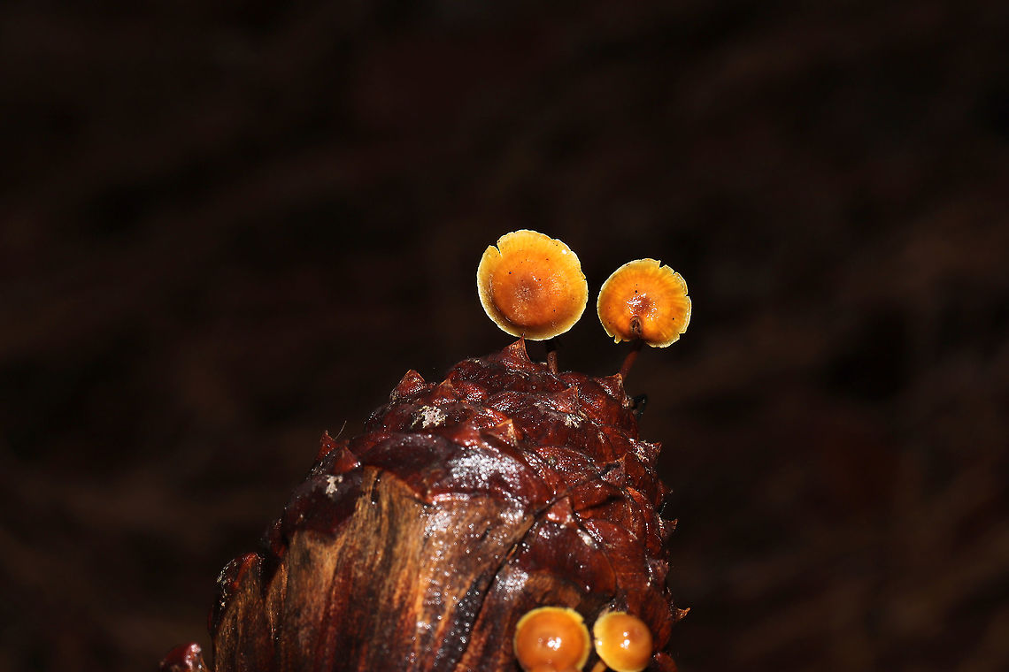Xeromphalina cauticinalis pubescentipes Growing on a pine cone in a dense mixed forest. KOH on cap surface vibrant red. <br />
<figure class="photo"><a href="https://www.jungledragon.com/image/87860/xeromphalina_cauticinalis_pubescentipes.html" title="Xeromphalina cauticinalis pubescentipes"><img src="https://s3.amazonaws.com/media.jungledragon.com/images/3231/87860_thumb.jpg?AWSAccessKeyId=05GMT0V3GWVNE7GGM1R2&Expires=1759968010&Signature=7uyjQ3lKOkaRqTOMwnRrgMVDkWk%3D" width="102" height="152" alt="Xeromphalina cauticinalis pubescentipes Growing on a pine cone in a dense mixed forest. KOH on cap surface vibrant red. <br />
https://www.jungledragon.com/image/87861/xeromphalina_cauticinalis.html<br />
https://www.jungledragon.com/image/87859/xeromphalina_cauticinalis.html Fall,Geotagged,United States,Xeromphalina cauticinalis,Xeromphalina cauticinalis pubescentipes" /></a></figure><br />
<figure class="photo"><a href="https://www.jungledragon.com/image/87859/xeromphalina_cauticinalis_pubescentipes.html" title="Xeromphalina cauticinalis pubescentipes"><img src="https://s3.amazonaws.com/media.jungledragon.com/images/3231/87859_thumb.jpg?AWSAccessKeyId=05GMT0V3GWVNE7GGM1R2&Expires=1759968010&Signature=0RjdDDKCadlQskiXcj0hT8YeS%2Fw%3D" width="200" height="134" alt="Xeromphalina cauticinalis pubescentipes Growing on a pine cone in a dense mixed forest. KOH on cap surface vibrant red. <br />
https://www.jungledragon.com/image/87861/xeromphalina_cauticinalis.html<br />
https://www.jungledragon.com/image/87860/xeromphalina_cauticinalis.html Fall,Geotagged,United States,Xeromphalina cauticinalis,Xeromphalina cauticinalis pubescentipes" /></a></figure> Fall,Geotagged,United States,Xeromphalina cauticinalis,Xeromphalina cauticinalis pubescentipes