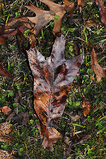 Southern Red Oak (Quercus falcata) Growing at the edge of a field and wetland. Fall,Geotagged,Quercus falcata,Southern Red Oak,United States