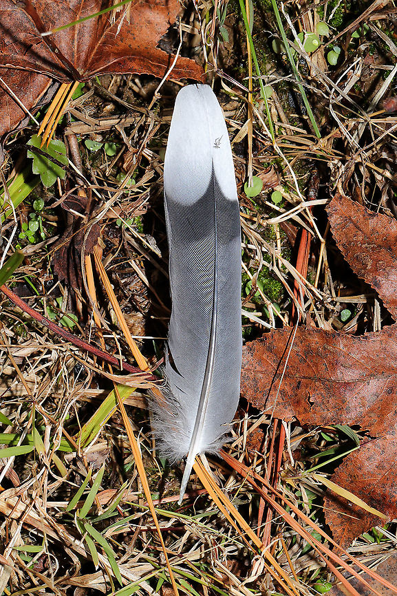 Mourning Dove feather (Zenaida macroura) An individual had been killed near a wetland. There were only feather remnants left behind. I&#039;m not sure if this was a wild animal or feral cat kill. Fall,Geotagged,Mourning Dove,United States,Zenaida macroura