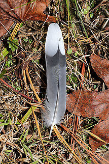 Mourning Dove feather (Zenaida macroura) An individual had been killed near a wetland. There were only feather remnants left behind. I'm not sure if this was a wild animal or feral cat kill. Fall,Geotagged,Mourning Dove,United States,Zenaida macroura