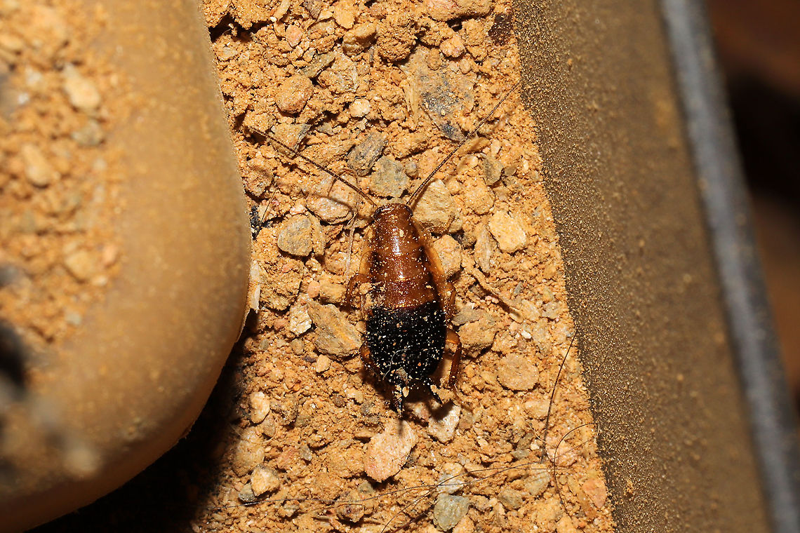 Small Yellow Texas Cockroach (Chorisoneura texensis) This tiny cockroach was found in a pile of dirt/dust left behind from boots (in a boot duster/brusher). Chorisoneura texensis,Fall,Geotagged,United States