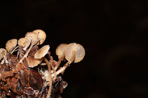 Conifercone Cap (Baeospora myosura) Mushrooms growing on a pine cone in a dense mixed forest. 
https://www.jungledragon.com/image/87883/conifercone_cap_baeospora_myosura.html
https://www.jungledragon.com/image/87884/conifercone_cap_baeospora_myosura.html Baeospora myosura,Fall,Geotagged,United States