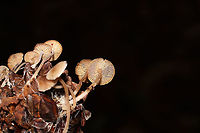 Conifercone Cap (Baeospora myosura) Mushrooms growing on a pine cone in a dense mixed forest. <br />
https://www.jungledragon.com/image/87883/conifercone_cap_baeospora_myosura.html<br />
https://www.jungledragon.com/image/87884/conifercone_cap_baeospora_myosura.html Baeospora myosura,Fall,Geotagged,United States