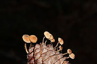 Conifercone Cap (Baeospora myosura) Mushrooms growing on a pine cone in a dense mixed forest. <br />
https://www.jungledragon.com/image/87882/conifercone_cap_baeospora_myosura.html<br />
https://www.jungledragon.com/image/87884/conifercone_cap_baeospora_myosura.html Baeospora myosura,Fall,Geotagged,United States