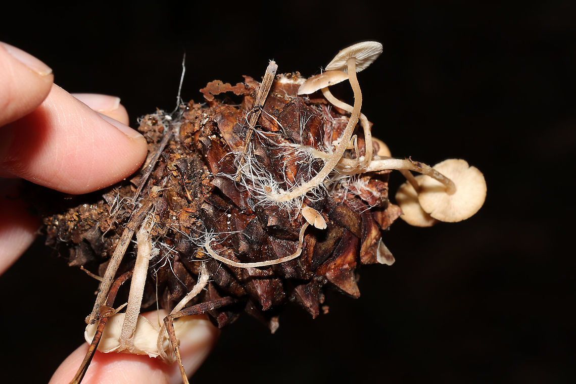 Conifercone Cap (Baeospora myosura)  Mushrooms growing on a pine cone in a dense mixed forest. <br />
<figure class="photo"><a href="https://www.jungledragon.com/image/87882/conifercone_cap_baeospora_myosura.html" title="Conifercone Cap (Baeospora myosura)"><img src="https://s3.amazonaws.com/media.jungledragon.com/images/3231/87882_thumb.jpg?AWSAccessKeyId=05GMT0V3GWVNE7GGM1R2&Expires=1767225610&Signature=756lWcFkOqLDukCA%2FkUFvmJDbvM%3D" width="200" height="134" alt="Conifercone Cap (Baeospora myosura) Mushrooms growing on a pine cone in a dense mixed forest. <br />
https://www.jungledragon.com/image/87883/conifercone_cap_baeospora_myosura.html<br />
https://www.jungledragon.com/image/87884/conifercone_cap_baeospora_myosura.html Baeospora myosura,Fall,Geotagged,United States" /></a></figure><br />
<figure class="photo"><a href="https://www.jungledragon.com/image/87883/conifercone_cap_baeospora_myosura.html" title="Conifercone Cap (Baeospora myosura)"><img src="https://s3.amazonaws.com/media.jungledragon.com/images/3231/87883_thumb.jpg?AWSAccessKeyId=05GMT0V3GWVNE7GGM1R2&Expires=1767225610&Signature=CbHGLgtW09Uab1sIT0YONon8grE%3D" width="200" height="134" alt="Conifercone Cap (Baeospora myosura) Mushrooms growing on a pine cone in a dense mixed forest. <br />
https://www.jungledragon.com/image/87882/conifercone_cap_baeospora_myosura.html<br />
https://www.jungledragon.com/image/87884/conifercone_cap_baeospora_myosura.html Baeospora myosura,Fall,Geotagged,United States" /></a></figure> Baeospora myosura,Fall,Geotagged,United States