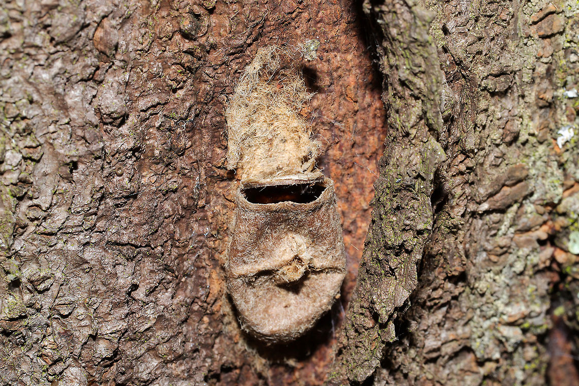 Southern Flannel Moth Cocoon (Megalopyge opercularis) On a black locust tree. If you look closely, you can see some other arthropod (a spider, I think?) repurposing this abandoned cocoon as a shelter! Fall,Geotagged,Megalopyge opercularis,Southern flannel moth,United States