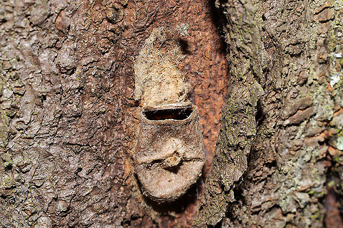 Southern Flannel Moth Cocoon (Megalopyge opercularis) On a black locust tree. If you look closely, you can see some other arthropod (a spider, I think?) repurposing this abandoned cocoon as a shelter! Fall,Geotagged,Megalopyge opercularis,Southern flannel moth,United States