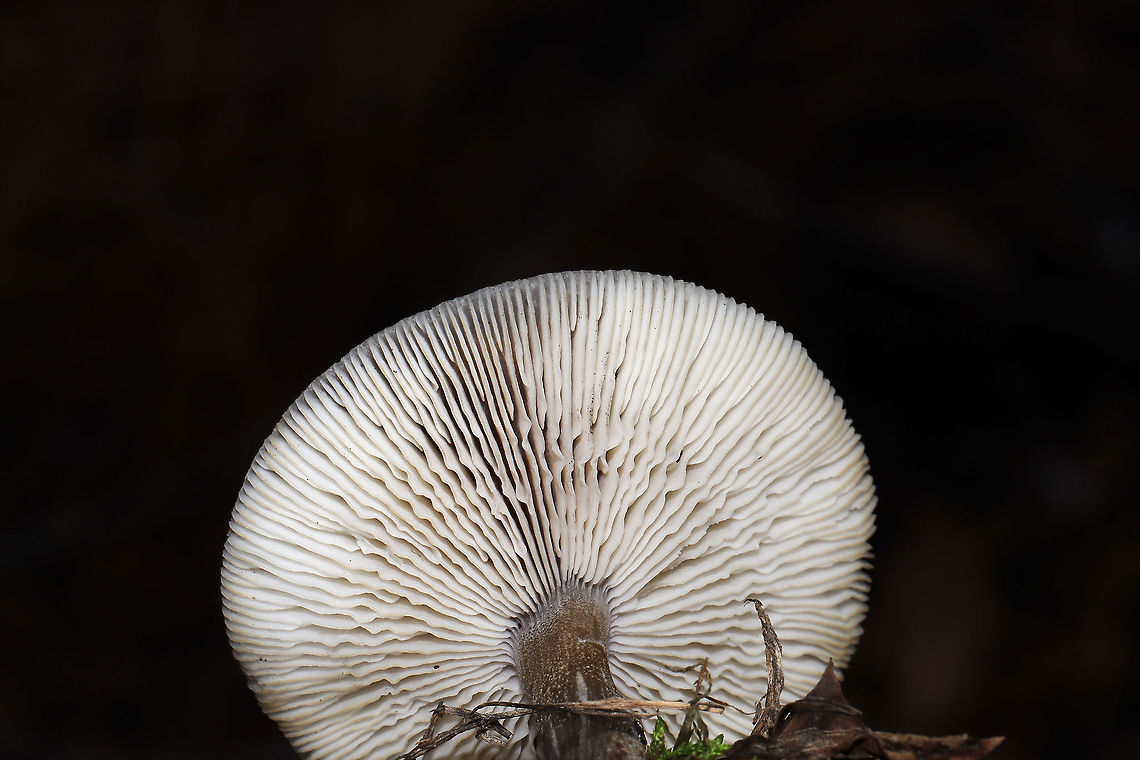 Melanoleuca melaleuca Growing in grass/moss at the edge of a forest/wetland in Murray County, GA, US. 12/15/2019. Smell/flavor is slightly farinaceous (otherwise mild). Spore print is white.<br />
<figure class="photo"><a href="https://www.jungledragon.com/image/87976/melanoleuca_melaleuca.html" title="Melanoleuca melaleuca"><img src="https://s3.amazonaws.com/media.jungledragon.com/images/3231/87976_thumb.jpg?AWSAccessKeyId=05GMT0V3GWVNE7GGM1R2&Expires=1767225610&Signature=s7A7x%2Bu0wEWVV9H5s64iELBhIzA%3D" width="200" height="134" alt="Melanoleuca melaleuca Growing in grass/moss at the edge of a forest/wetland in Murray County, GA, US. 12/15/2019. Smell/flavor is slightly farinaceous (otherwise mild). Spore print is white. <br />
https://www.jungledragon.com/image/87975/melanoleuca_melaleuca.html Fall,Geotagged,Melanoleuca melaleuca,United States" /></a></figure> Fall,Geotagged,Melanoleuca melaleuca,United States