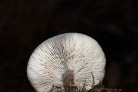 Melanoleuca melaleuca Growing in grass/moss at the edge of a forest/wetland in Murray County, GA, US. 12/15/2019. Smell/flavor is slightly farinaceous (otherwise mild). Spore print is white.
https://www.jungledragon.com/image/87976/melanoleuca_melaleuca.html Fall,Geotagged,Melanoleuca melaleuca,United States