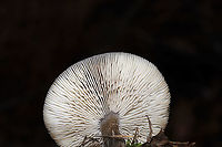 Melanoleuca melaleuca Growing in grass/moss at the edge of a forest/wetland in Murray County, GA, US. 12/15/2019. Smell/flavor is slightly farinaceous (otherwise mild). Spore print is white.<br />
https://www.jungledragon.com/image/87976/melanoleuca_melaleuca.html Fall,Geotagged,Melanoleuca melaleuca,United States