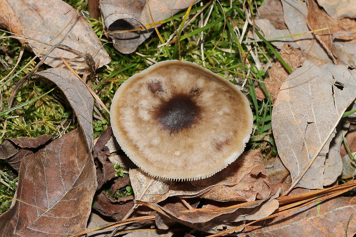 Melanoleuca melaleuca Growing in grass/moss at the edge of a forest/wetland in Murray County, GA, US. 12/15/2019. Smell/flavor is slightly farinaceous (otherwise mild). Spore print is white. <br />
<figure class="photo"><a href="https://www.jungledragon.com/image/87975/melanoleuca_melaleuca.html" title="Melanoleuca melaleuca"><img src="https://s3.amazonaws.com/media.jungledragon.com/images/3231/87975_thumb.jpg?AWSAccessKeyId=05GMT0V3GWVNE7GGM1R2&Expires=1767225610&Signature=PsDR2z%2ByUle106Q1wIZAjGcb6Fg%3D" width="200" height="134" alt="Melanoleuca melaleuca Growing in grass/moss at the edge of a forest/wetland in Murray County, GA, US. 12/15/2019. Smell/flavor is slightly farinaceous (otherwise mild). Spore print is white.<br />
https://www.jungledragon.com/image/87976/melanoleuca_melaleuca.html Fall,Geotagged,Melanoleuca melaleuca,United States" /></a></figure> Fall,Geotagged,Melanoleuca melaleuca,United States
