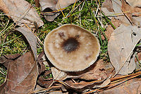 Melanoleuca melaleuca Growing in grass/moss at the edge of a forest/wetland in Murray County, GA, US. 12/15/2019. Smell/flavor is slightly farinaceous (otherwise mild). Spore print is white. <br />
https://www.jungledragon.com/image/87975/melanoleuca_melaleuca.html Fall,Geotagged,Melanoleuca melaleuca,United States