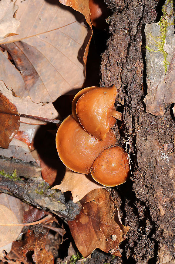 Funeral Bells (Galerina marginata) Growing on a hardwood log at the edge of a forest trail. <br />
<figure class="photo"><a href="https://www.jungledragon.com/image/87980/funeral_bells_galerina_marginata.html" title="Funeral Bells (Galerina marginata)"><img src="https://s3.amazonaws.com/media.jungledragon.com/images/3231/87980_thumb.jpg?AWSAccessKeyId=05GMT0V3GWVNE7GGM1R2&Expires=1759968010&Signature=5I3HAPaBRPJvo%2FbBHPGRC0uXxR8%3D" width="200" height="134" alt="Funeral Bells (Galerina marginata) Growing on a hardwood log at the edge of a forest trail. <br />
https://www.jungledragon.com/image/87979/funeral_bells_galerina_marginata.html Fall,Galerina marginata,Geotagged,United States" /></a></figure> Fall,Galerina marginata,Geotagged,United States