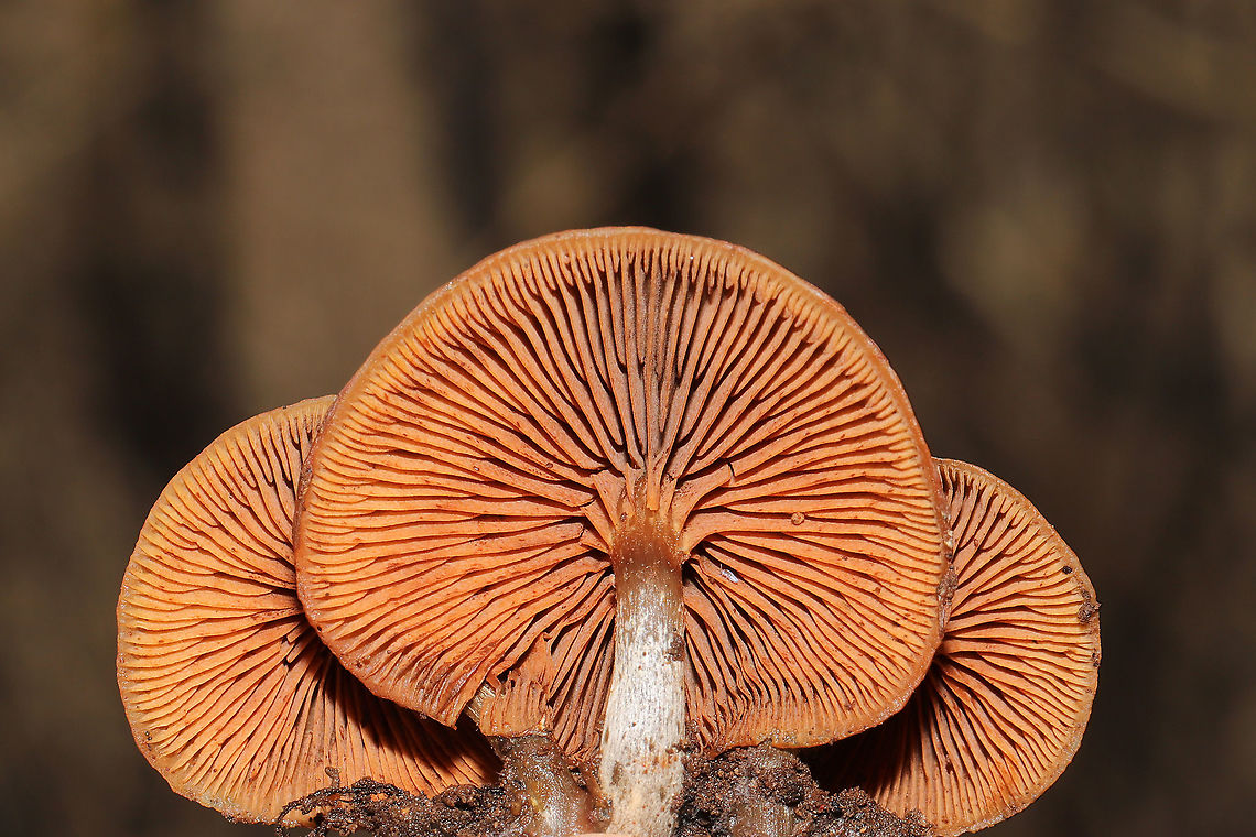 Funeral Bells (Galerina marginata) Growing on a hardwood log at the edge of a forest trail. <br />
<figure class="photo"><a href="https://www.jungledragon.com/image/87979/funeral_bells_galerina_marginata.html" title="Funeral Bells (Galerina marginata)"><img src="https://s3.amazonaws.com/media.jungledragon.com/images/3231/87979_thumb.jpg?AWSAccessKeyId=05GMT0V3GWVNE7GGM1R2&Expires=1759968010&Signature=rnppUFBSPnBSoYkBOoAucOmTuhA%3D" width="102" height="152" alt="Funeral Bells (Galerina marginata) Growing on a hardwood log at the edge of a forest trail. <br />
https://www.jungledragon.com/image/87980/funeral_bells_galerina_marginata.html Fall,Galerina marginata,Geotagged,United States" /></a></figure> Fall,Galerina marginata,Geotagged,United States