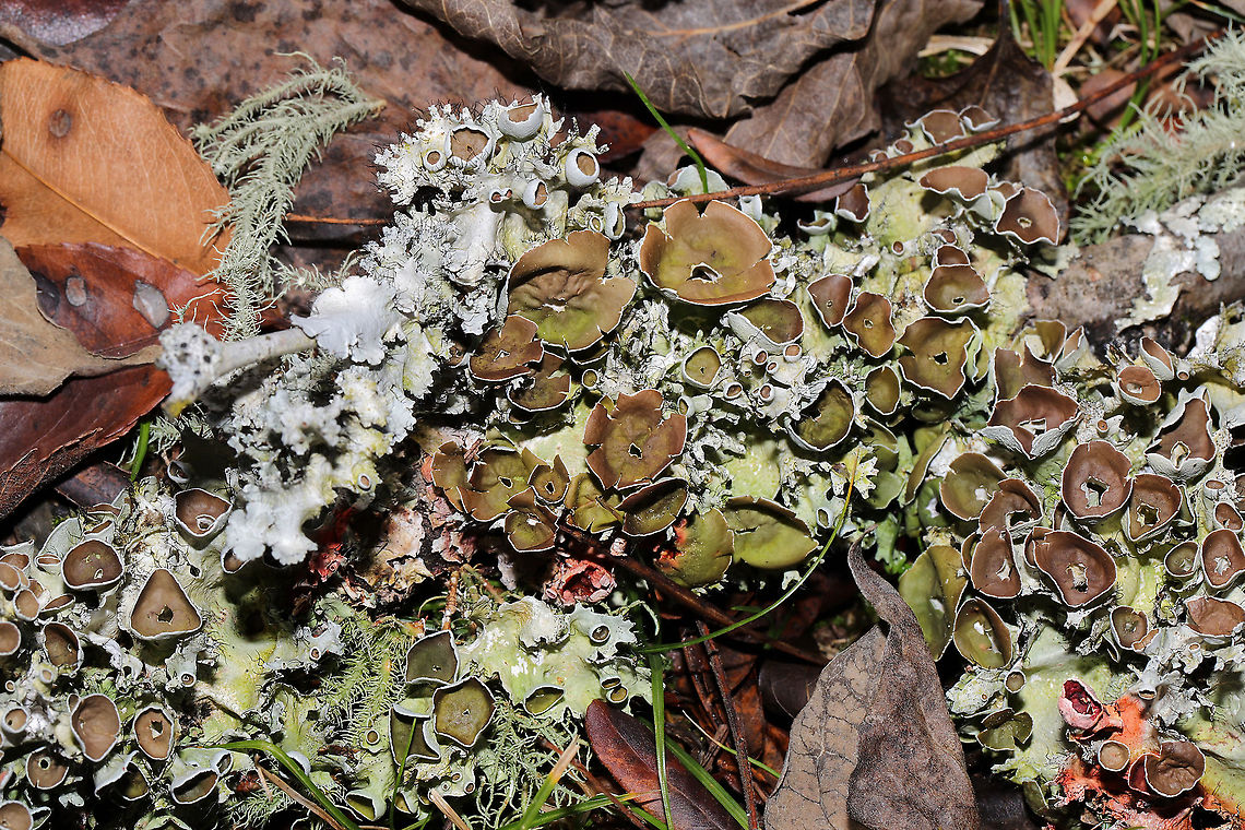 Perforated Ruffle Lichen (Parmotrema perforatum) with Usnea sp. On a fallen hardwood branch at the edge of a forested trail.<br />
 <br />
One of my absolute favorite lichens mixed in with another!<br />
<figure class="photo"><a href="https://www.jungledragon.com/image/88019/perforated_ruffle_lichen_parmotrema_perforatum_with_usnea_sp.html" title="Perforated Ruffle Lichen (Parmotrema perforatum) with Usnea sp."><img src="https://s3.amazonaws.com/media.jungledragon.com/images/3231/88019_thumb.jpg?AWSAccessKeyId=05GMT0V3GWVNE7GGM1R2&Expires=1770854410&Signature=YbzcccQ8jsv4U2K5Aw2EhULIoag%3D" width="200" height="134" alt="Perforated Ruffle Lichen (Parmotrema perforatum) with Usnea sp. On a fallen hardwood branch at the edge of a forested trail.<br />
<br />
One of my absolute favorite lichens mixed in with another! <br />
https://www.jungledragon.com/image/88018/perforated_ruffle_lichen_parmotrema_perforatum_with_usnea_sp.html Fall,Geotagged,Parmotrema perforatum,Perforated Ruffle Lichen,United States" /></a></figure> Fall,Geotagged,Parmotrema perforatum,Perforated Ruffle Lichen,United States