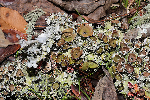 Perforated Ruffle Lichen (Parmotrema perforatum) with Usnea sp. On a fallen hardwood branch at the edge of a forested trail.
 
One of my absolute favorite lichens mixed in with another!
https://www.jungledragon.com/image/88019/perforated_ruffle_lichen_parmotrema_perforatum_with_usnea_sp.html Fall,Geotagged,Parmotrema perforatum,Perforated Ruffle Lichen,United States