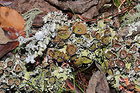 Perforated Ruffle Lichen (Parmotrema perforatum) with Usnea sp. On a fallen hardwood branch at the edge of a forested trail.<br />
 <br />
One of my absolute favorite lichens mixed in with another!<br />
https://www.jungledragon.com/image/88019/perforated_ruffle_lichen_parmotrema_perforatum_with_usnea_sp.html Fall,Geotagged,Parmotrema perforatum,Perforated Ruffle Lichen,United States