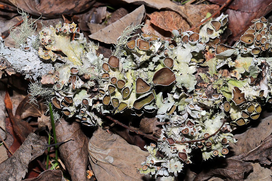 Perforated Ruffle Lichen (Parmotrema perforatum) with Usnea sp. On a fallen hardwood branch at the edge of a forested trail.<br />
<br />
One of my absolute favorite lichens mixed in with another! <br />
<figure class="photo"><a href="https://www.jungledragon.com/image/88018/perforated_ruffle_lichen_parmotrema_perforatum_with_usnea_sp.html" title="Perforated Ruffle Lichen (Parmotrema perforatum) with Usnea sp."><img src="https://s3.amazonaws.com/media.jungledragon.com/images/3231/88018_thumb.jpg?AWSAccessKeyId=05GMT0V3GWVNE7GGM1R2&Expires=1767225610&Signature=w%2BdTkVePePYwzhtB6z%2B2OMYFuuU%3D" width="200" height="134" alt="Perforated Ruffle Lichen (Parmotrema perforatum) with Usnea sp. On a fallen hardwood branch at the edge of a forested trail.<br />
 <br />
One of my absolute favorite lichens mixed in with another!<br />
https://www.jungledragon.com/image/88019/perforated_ruffle_lichen_parmotrema_perforatum_with_usnea_sp.html Fall,Geotagged,Parmotrema perforatum,Perforated Ruffle Lichen,United States" /></a></figure> Fall,Geotagged,Parmotrema perforatum,Perforated Ruffle Lichen,United States