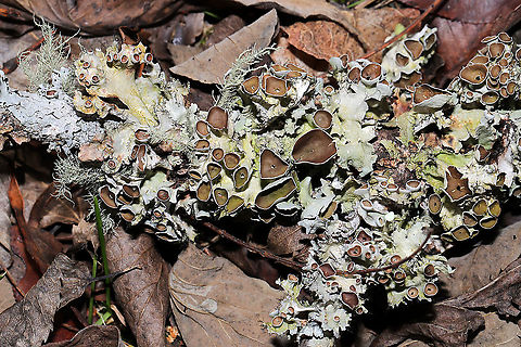 Perforated Ruffle Lichen (Parmotrema perforatum) with Usnea sp. On a fallen hardwood branch at the edge of a forested trail.

One of my absolute favorite lichens mixed in with another! 
https://www.jungledragon.com/image/88018/perforated_ruffle_lichen_parmotrema_perforatum_with_usnea_sp.html Fall,Geotagged,Parmotrema perforatum,Perforated Ruffle Lichen,United States