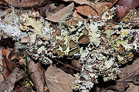 Perforated Ruffle Lichen (Parmotrema perforatum) with Usnea sp. On a fallen hardwood branch at the edge of a forested trail.<br />
<br />
One of my absolute favorite lichens mixed in with another! <br />
https://www.jungledragon.com/image/88018/perforated_ruffle_lichen_parmotrema_perforatum_with_usnea_sp.html Fall,Geotagged,Parmotrema perforatum,Perforated Ruffle Lichen,United States